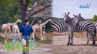 The interaction between a giraffe and an engret | Born to be Wild