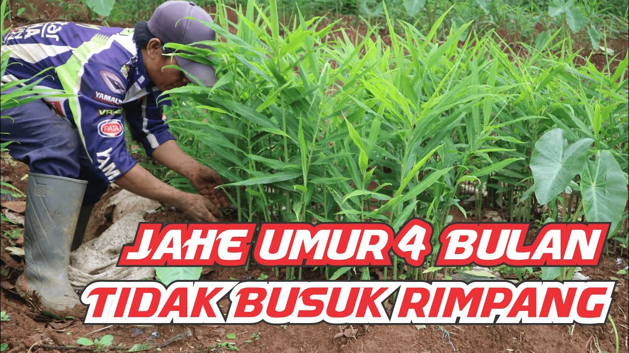 Takut Busuk Rimpang? Lihat Jahe Pak Imong Umur 4 Bulan