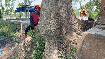 Perilous Takedown: Battling Live Wires vs. The Rock-Hard Tree!