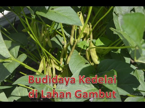 Soybean Cultivation on Peat Land