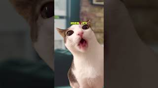 How to Speak English π₯² (CAT MEMESπ) @lukedavidson81 #shorts How to Speak English π₯² (CAT MEMESπ) @lukedavidson81 #shorts