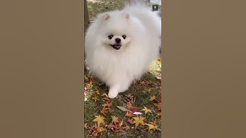 जानवर पहुंचे जीरो ग्रेविटी में 😂 | #funny #space #animals