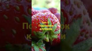 Бери на заметку. Топ -5 Подкормок клубники. #удобрение #дача #декабристы #клубника