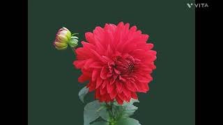 Amar Sami Huy Hafij Moylana