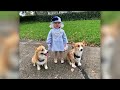 Kentucky toddler dressed as Queen Elizabeth gets royal letter