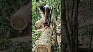 How to use the the echo 1201 with 1 hand ✋ cutting lumbers