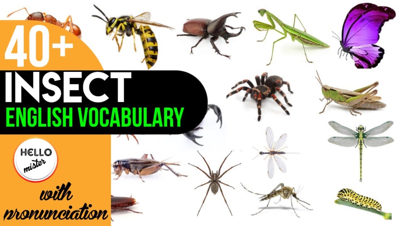 40 Insect English Vocabulary With Pictures Macam Macam Serangga Dalam Bahasa Inggris Youtube