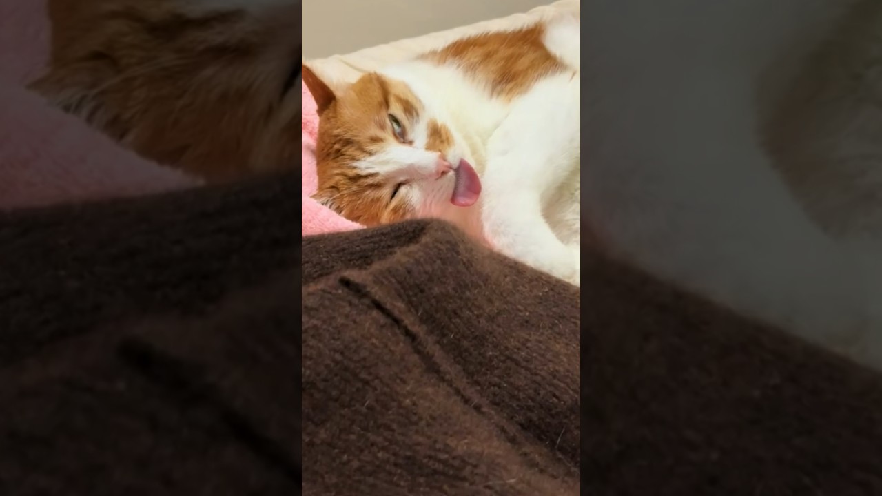 Sleepy Cat Gives Strange Half-Open Stare With Tongue Out
