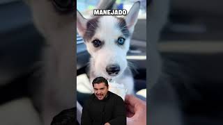 TE PRESENTO AL HUSKY #husky #dog #puppy #perros #alaskanhusky