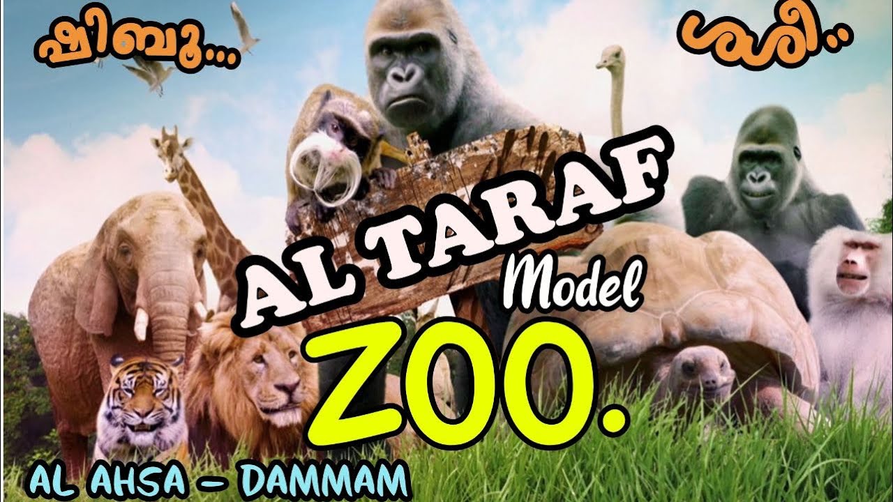 ഷിബുവും ശശിയും ഇവിടെയുണ്ട് 😁 |AL TARAF MODEL ZOO |TOURIST PLACE AL AHSA | HOUFUF |VERITY ZOO IN KSA