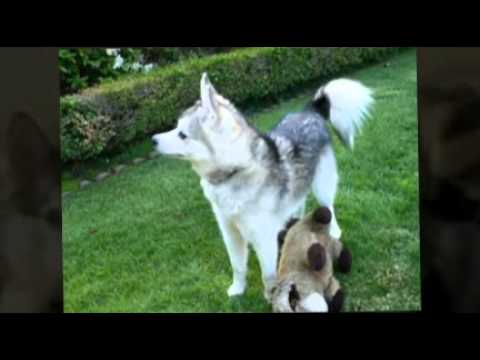 puppy paradise The Klee Kai