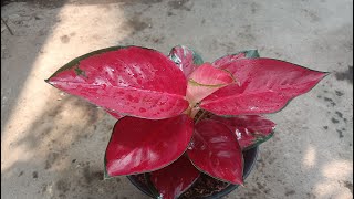 Cara Sederhana Perbanyakan Aglaonema Suksom Jaipong