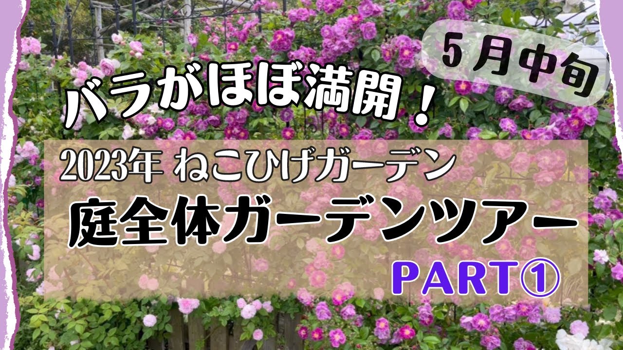 First part of the 2023 Spring Garden Tour] Rose and perennial