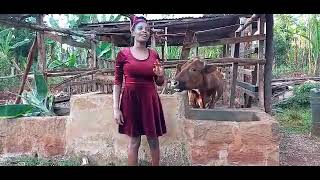 Shockingmeeting With The Cow That Talk & Eat Food Like A Human Being.