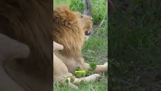 A lion&#39;s life is only two