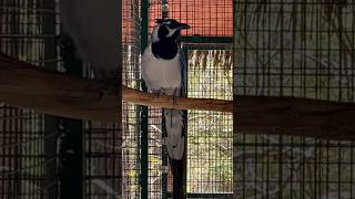 Magnificent Black-throated Magpie-jay at Parrot Mountain sanctuary #parrot #sanctuary #pigeonforge