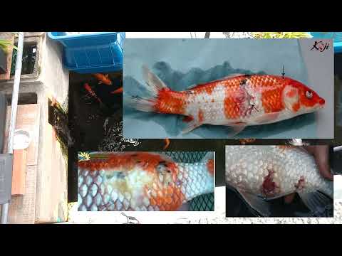Video Trị đỏ mình, tuột nhớt, đục mắt, lở loét cho cá koi... - youtube