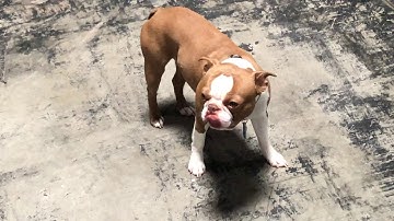 Fieldpiece Manometers and measureQuick