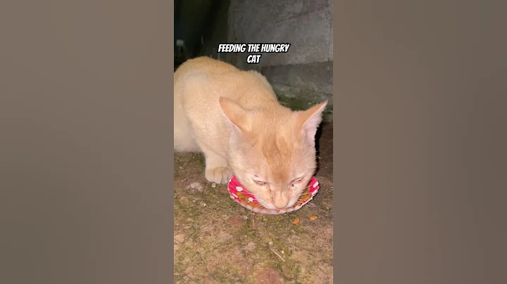 Feeding the hungry cat #funny #aiandcats #aicats #kitten #animalintelligence #o #cute #cat #hungry