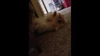 Sonic & The Jg Wentworth Commercial