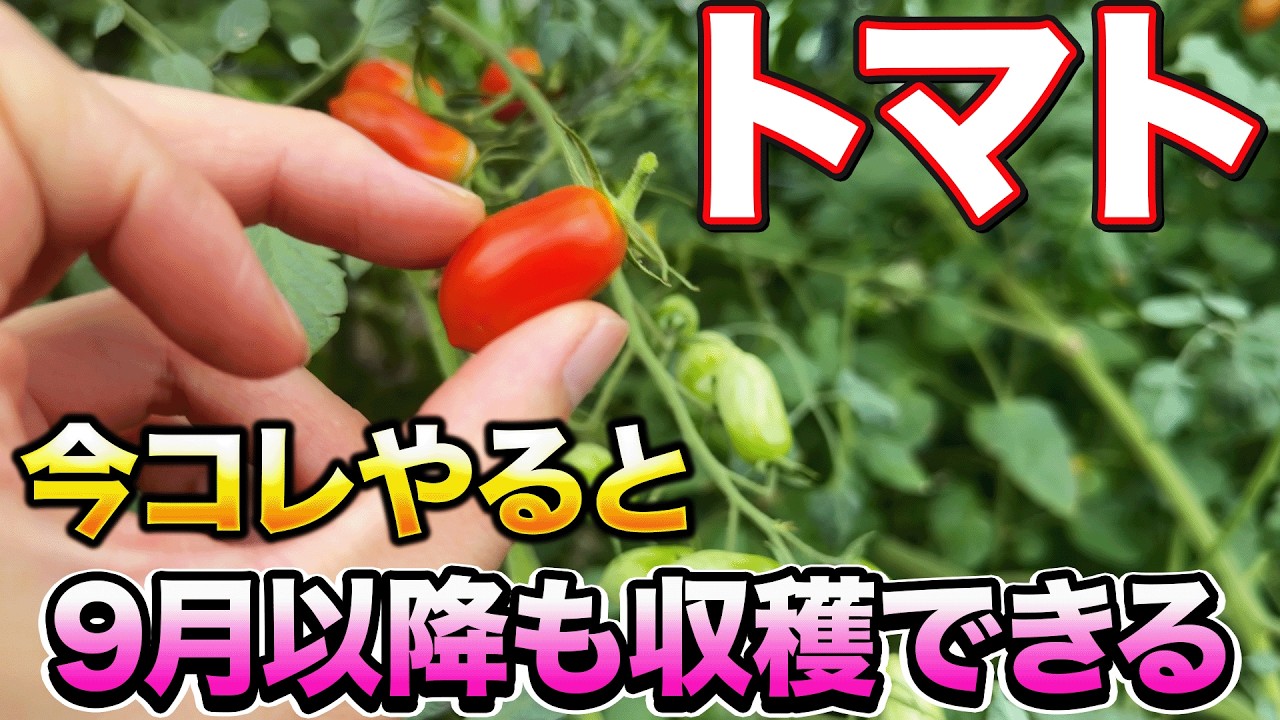 Tomatoes] A Must-Do in August! Essential Tasks to Keep Harvesting