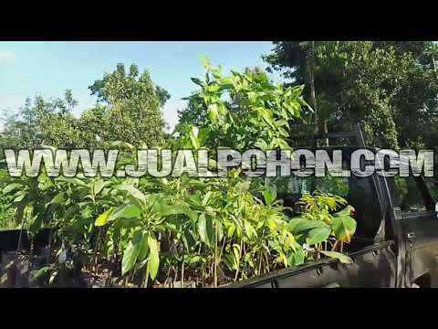 Jual Bibit Buah Alpukat Mentega dan Berbagai Macam Bibit Buah Lainnya Siap Kirim