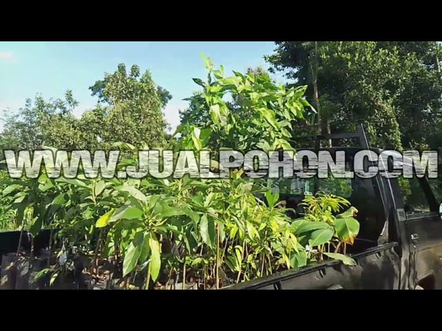 Jual Bibit Buah Alpukat Mentega dan Berbagai Macam Bibit Buah Lainnya Siap Kirim