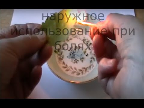 Video: Kalanchoe кантип көчүрүү керек? Үйдө сатып алгандан кийин этап -этабы менен трансплантациялоо керекпи? Андан ары кам көрүү. Эгерде ал гүлдөп калса, аны трансплантациялай аламбы?