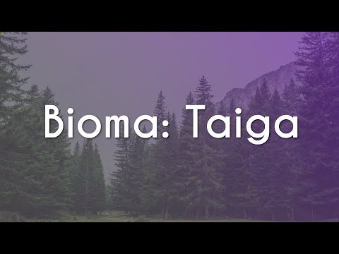 Vídeo: Qual é a precipitação do bioma taiga?