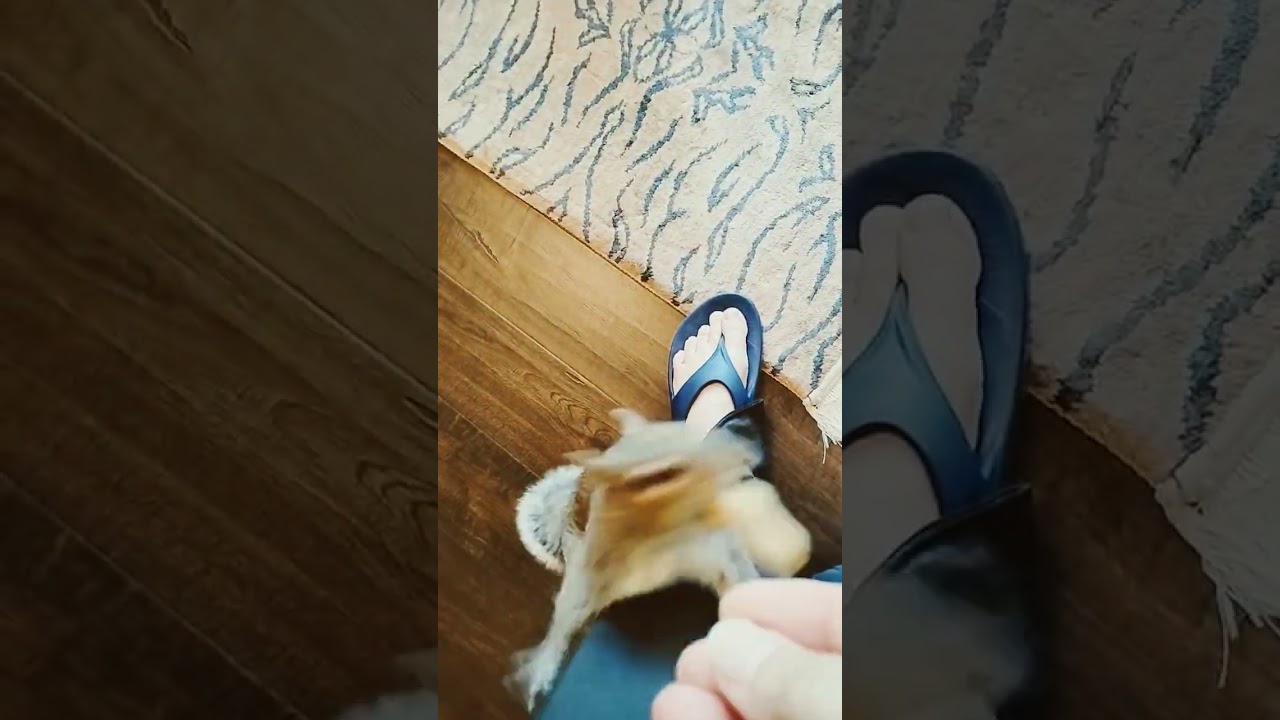 Эдди и Лилу любят группу Грега Кина. 