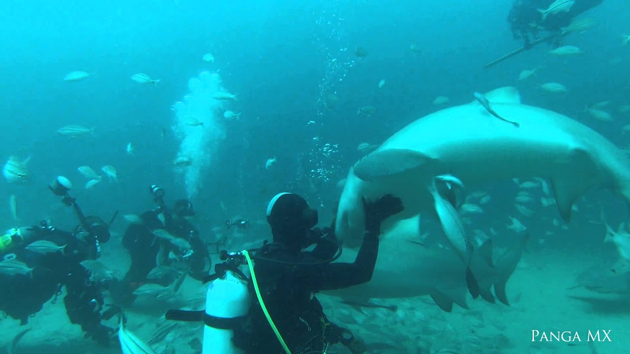 Lemon Shark Feeding Mix - Jupiter, Florida