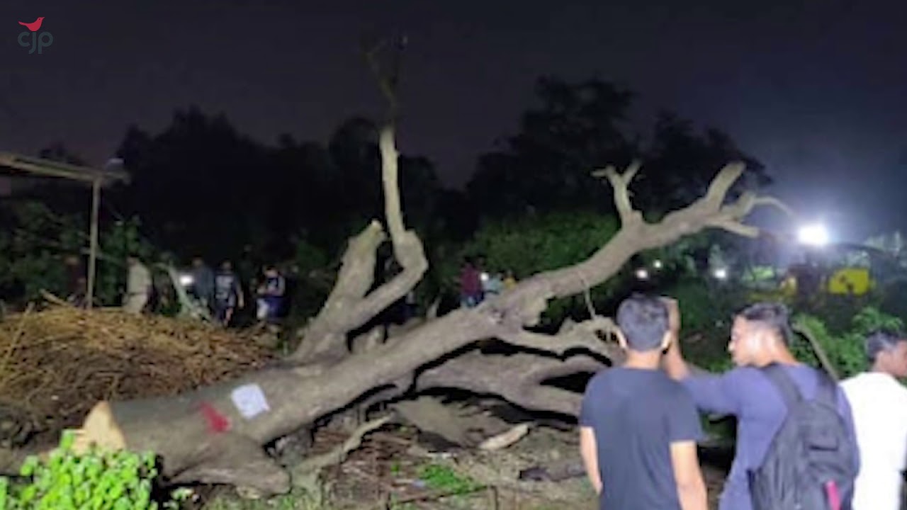 Aarey: Trees Felled in the Dead of the Night