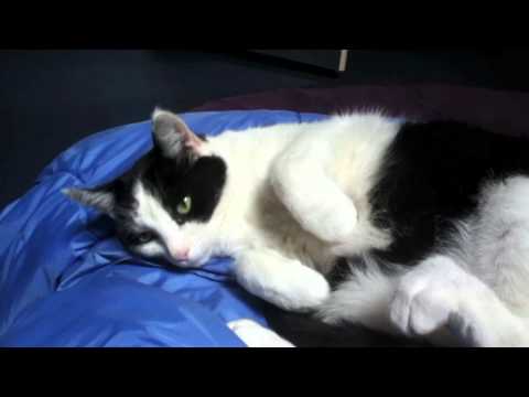 Cat from cute to suddenly being serious.