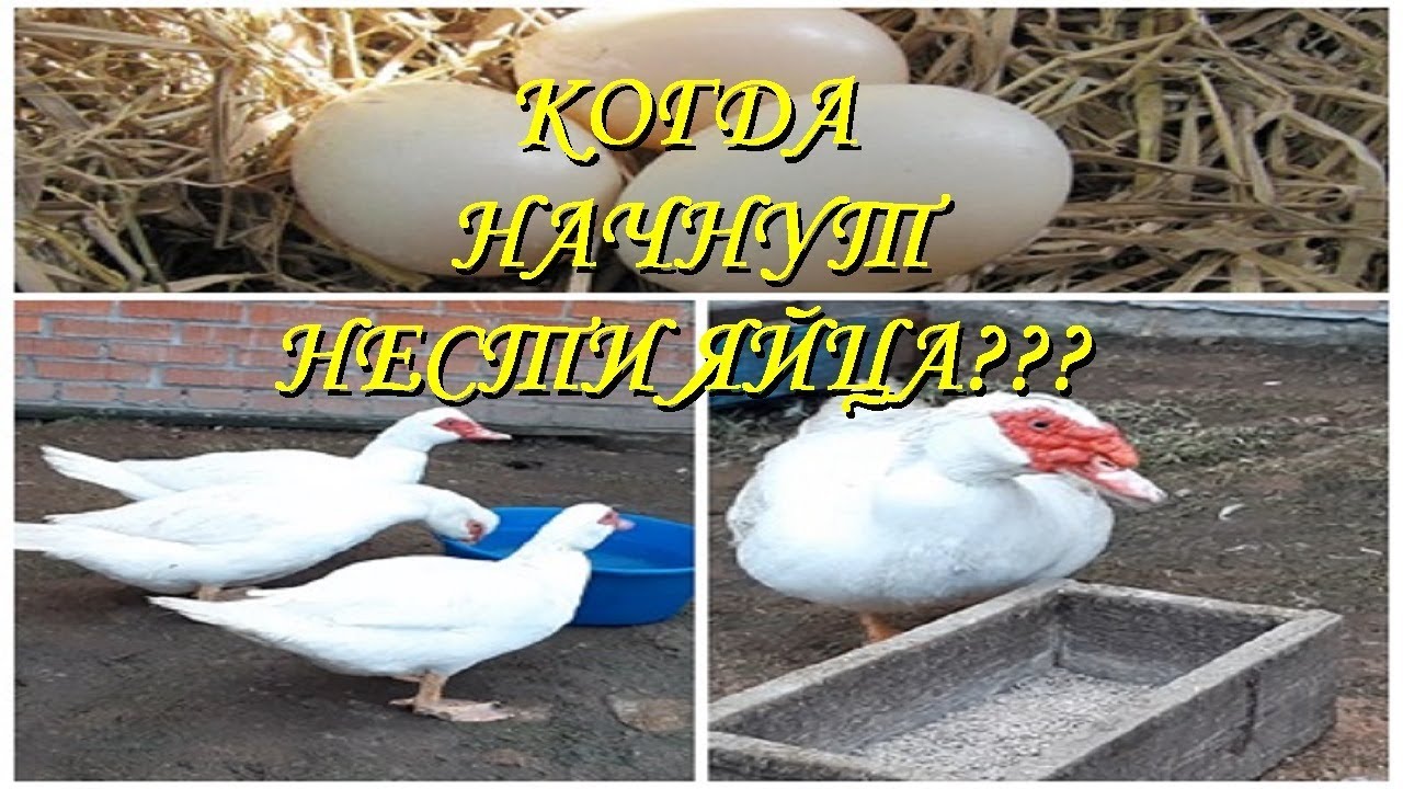 Индоутки когда нести начнут