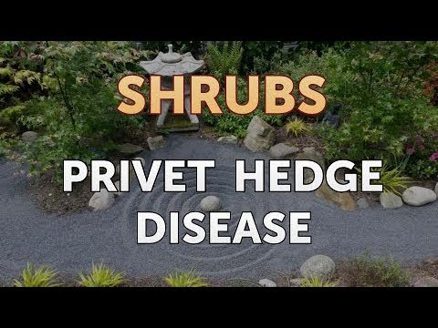 Privet Hedge Disease