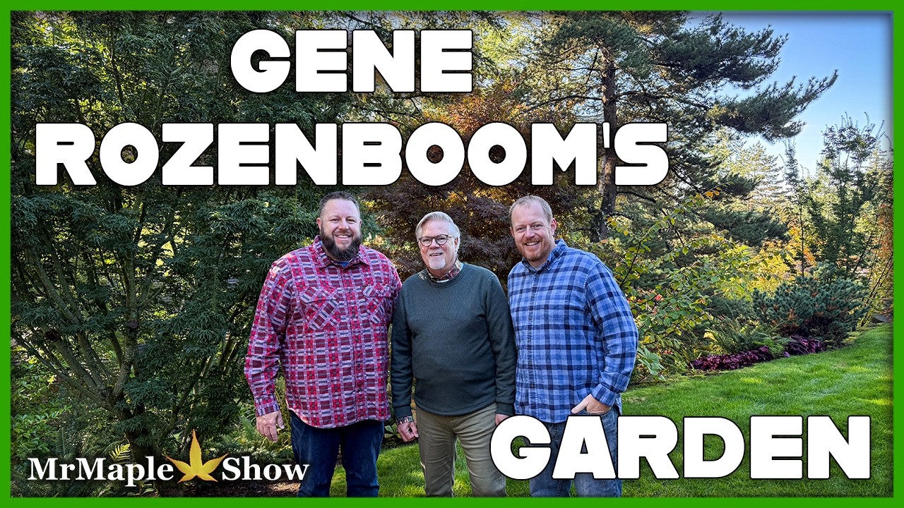Gene Rozenboom's Stunning Japanese Maple and Conifer Garden! A Tree Collectors Paradise!
