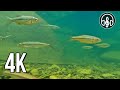 Underwater relaxing 4K video of a mountain river. 12 hours of underwater sounds.