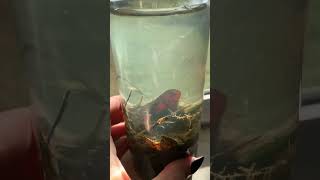 Another jar #pond #ecosphere #petlover #makeitmini #life #nature