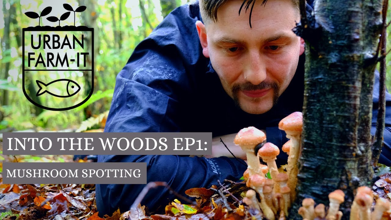 Mushroom Foraging & Identification (A Day In the Woods) Urban FarmIt