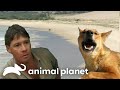 Steve Irwin Explores Isolated Fraser Island The Crocodile Hunter Animal Planet mp3