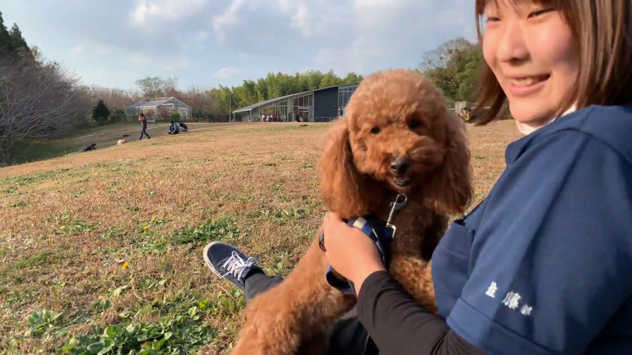 専門学校ちば愛犬動物フラワー学園 ドッグトレーナーコース授業風景 ドッグプレイニング 一眼レフで撮影編 Youtube