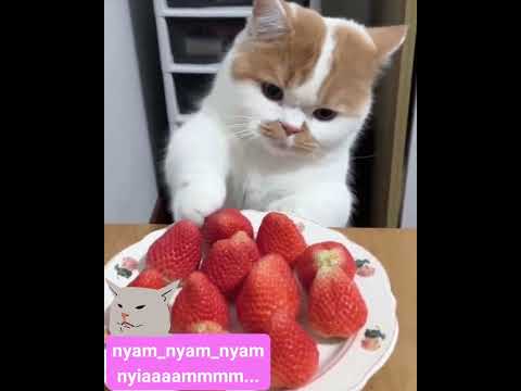Nyam..nyam ..nyammiiii... #shortsviral #ytshorts #music #catlover #song