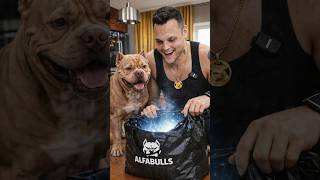 Распаковка подарка для драгоценной собаки. А чем вы балуете своих хвостатых?