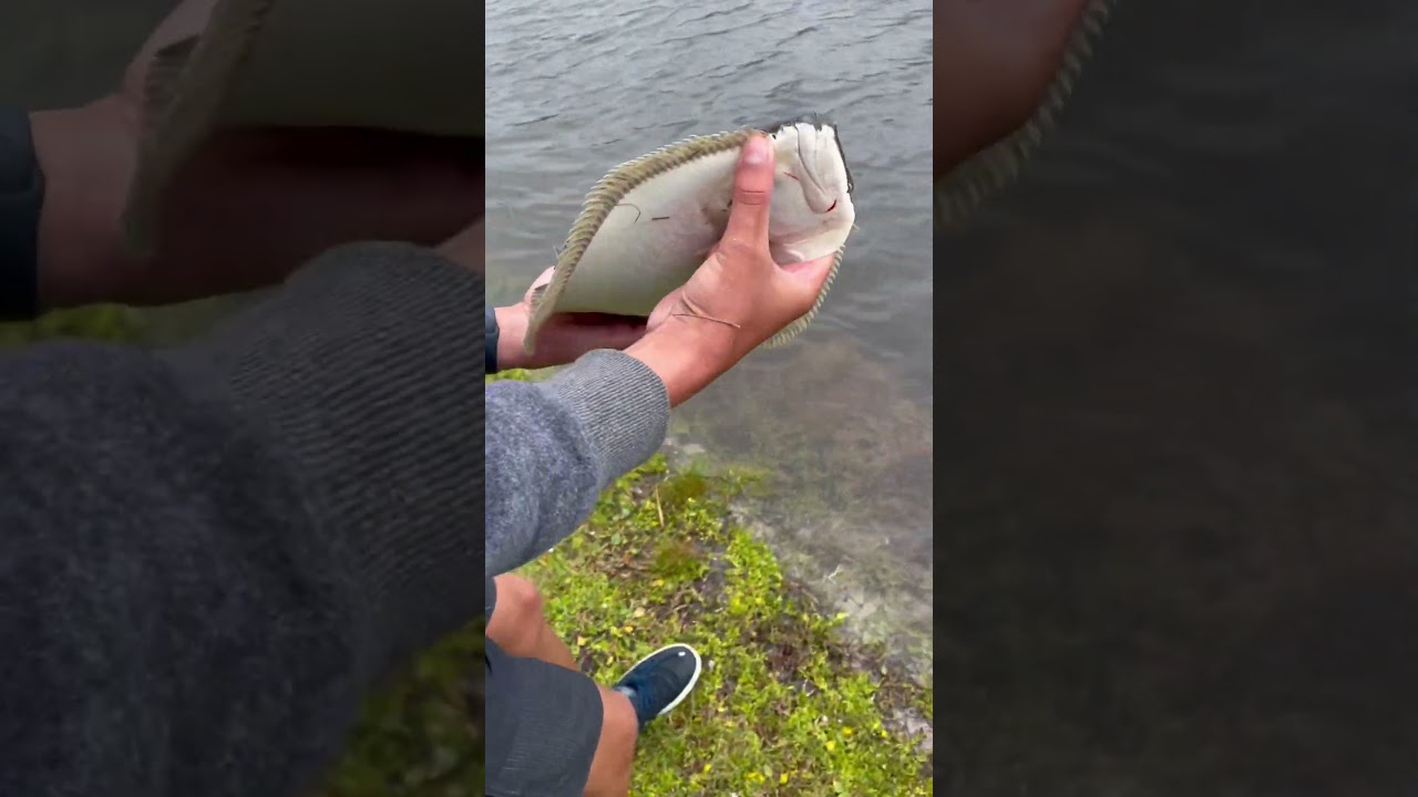Big flounder 