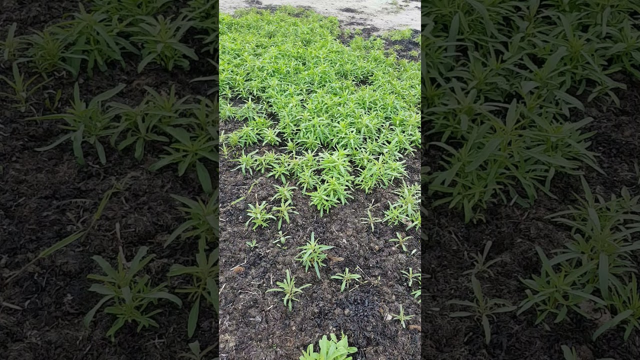 STRANDMÅLLA  MYCKET GOD MAT