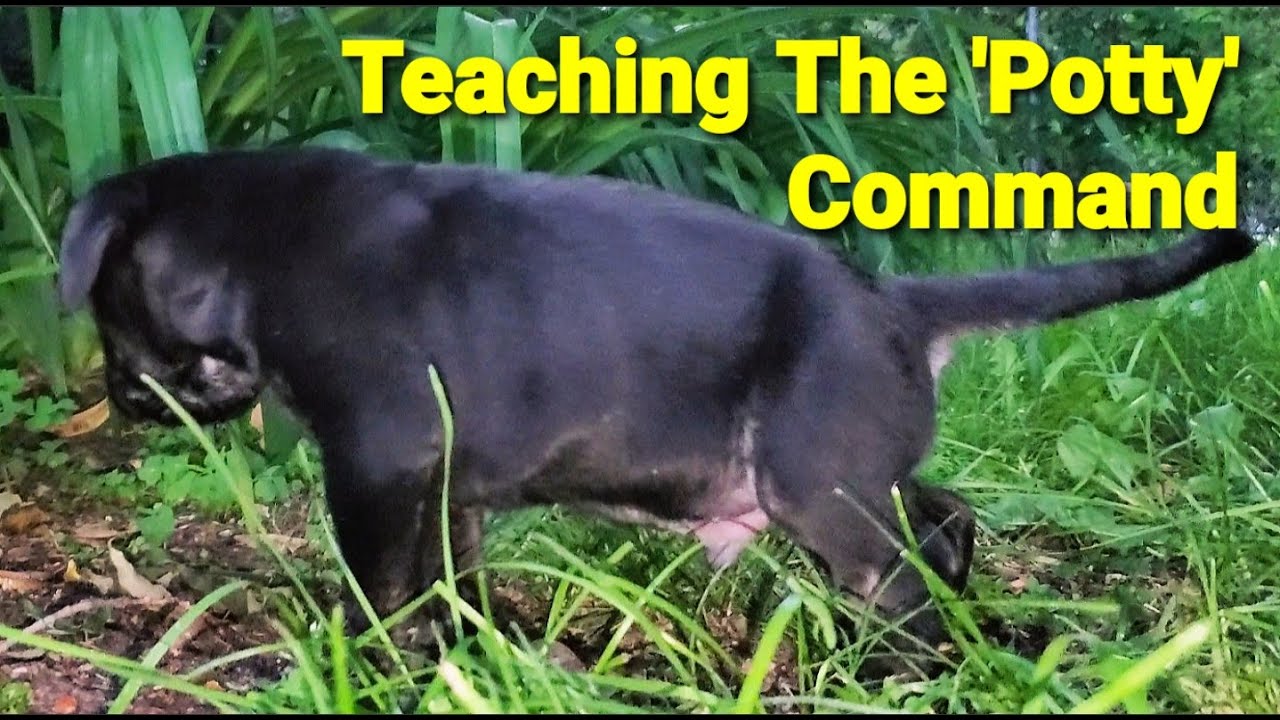 Teach your Puppy to 'Potty' On Command How I Do It YouTube