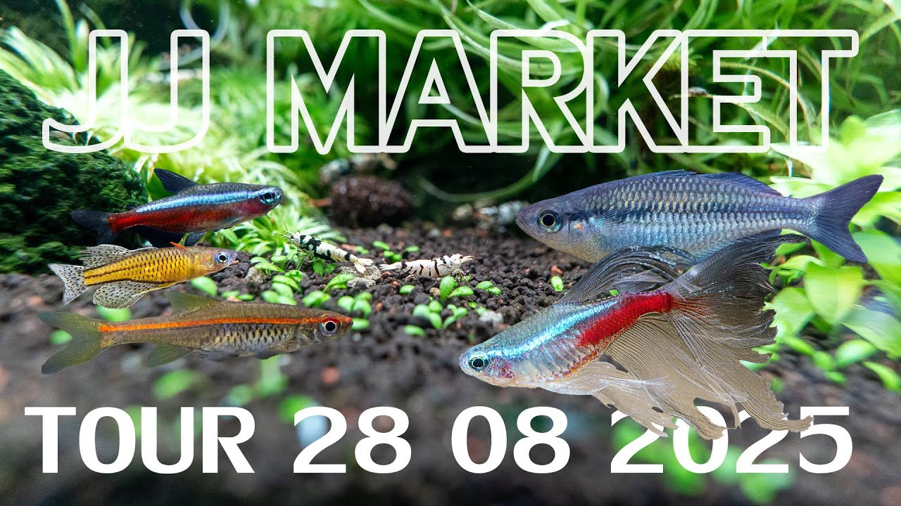 สำรวจตลาดปลา : ปลาเล็ก ปลาไม้น้ำ ปลาแพะ ปลาบู่ 28/08/2025 - YouTube