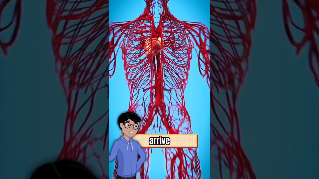 Comment survivre à une crise cardiaque ?! 