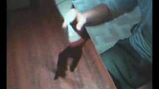 Daftsystem Combo Noob Collab 2