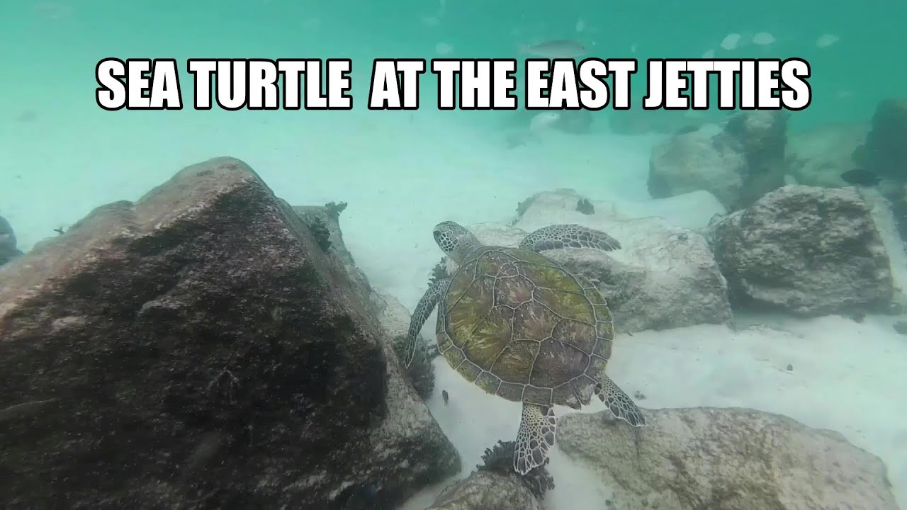 Snorkeling Destin Florida ( EXOTIC FISH AT THE JETTIES ) YouTube